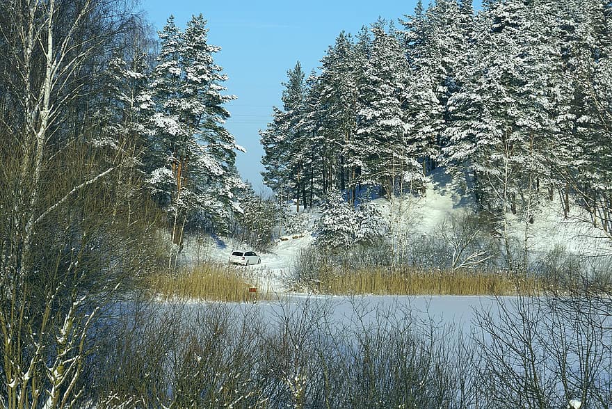 zimowy, las, jezioro, lód, samochód, krajobraz, drzewa, zamarznięte jezioro, szron, iglaste, iglasty