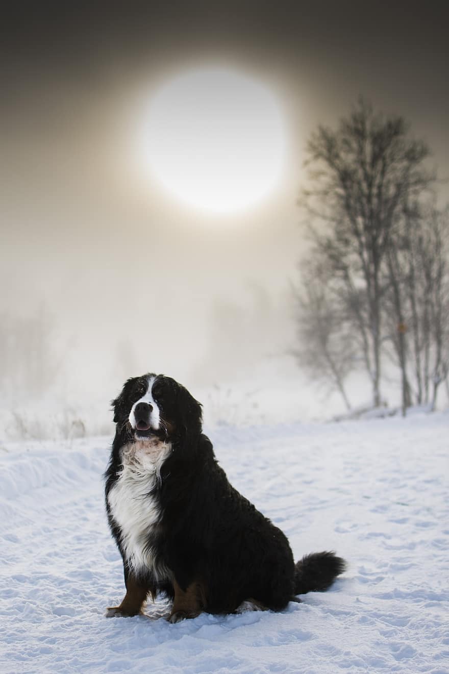 Berner Sennenhund, Hund, Haustier, Tier, Säugetier, Eckzahn, Haushund, Schnee, schneebedeckt, süß