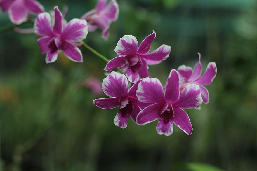Cooktown Orchidea, fioletowe kwiaty, Dendrobium Bigibbum, Fioletowa orchidea motylkowa, orchidea, Natura, kwiat, roślina, zbliżenie, płatek, głowa kwiatu