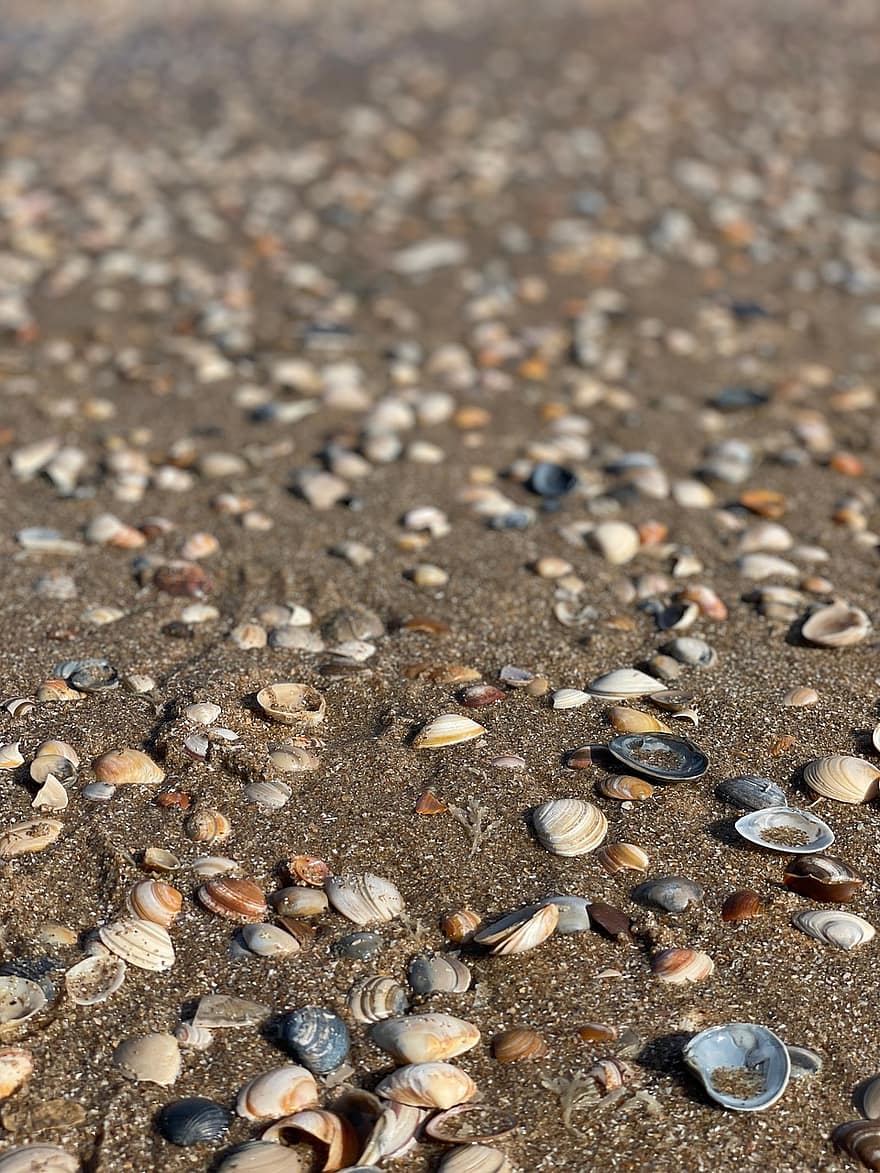 shell, sorra, platja, mar