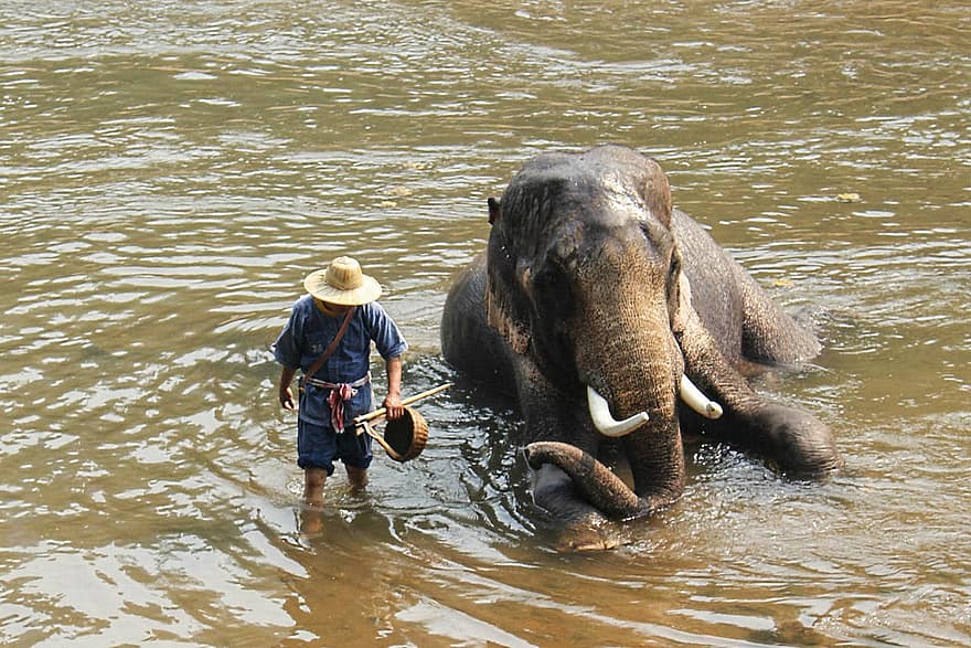 zvíře, slon, savec, druh, fauna, mahout, cestovat, voda, muži, zvířata ve volné přírodě, zvířecí kmen