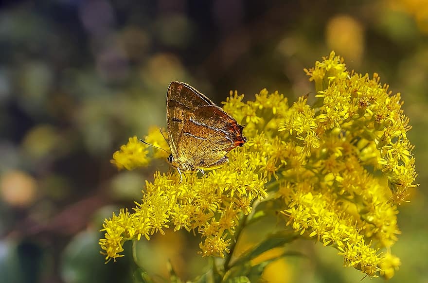 Butterfly, Insect, Flowers, Animal, Yellow Flowers, Field, Bush, Meadow, Nature, Closeup
