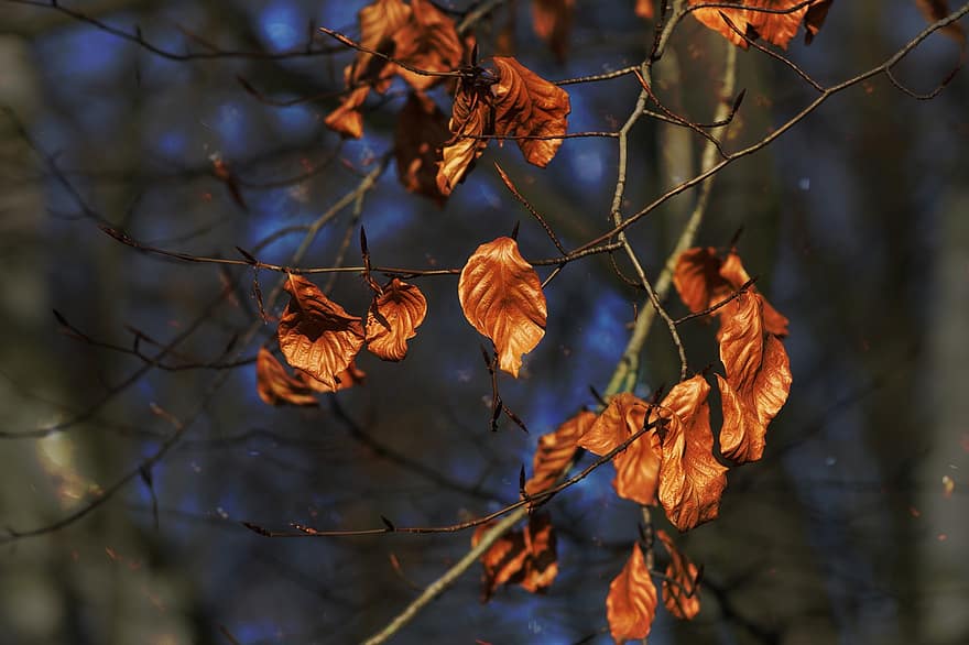 Leaves, Branches, Foliage, Withered, Forest, Park, Autumn