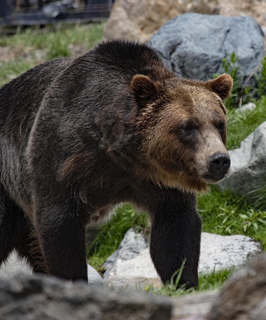 besar, beruang, di luar rumah, grizzly