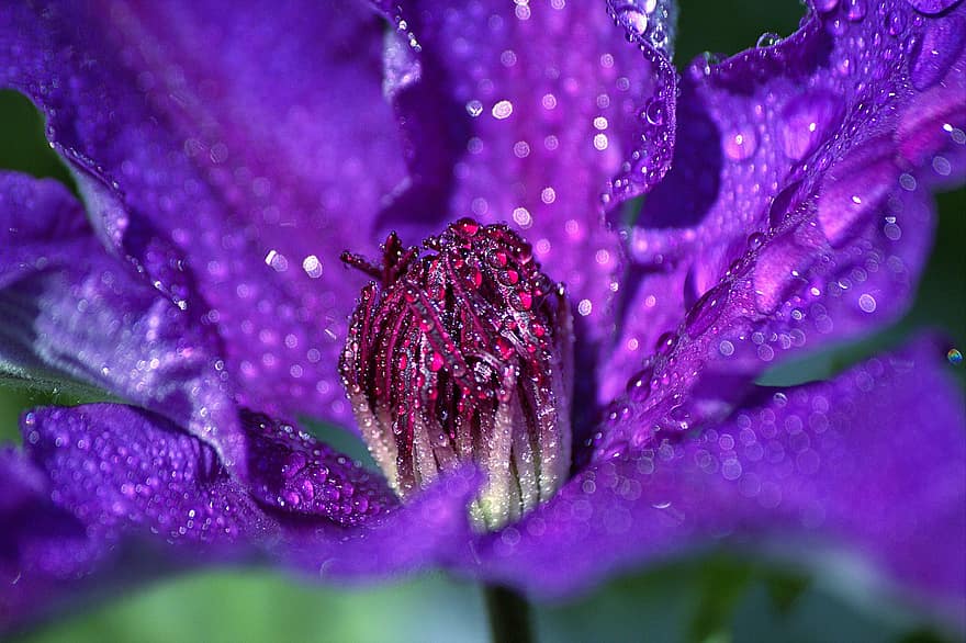 Clematis, Flower, Plant, Climber Plant, Purple Flower, Water Drops, Petals, Bloom, Flora, Spring, Nature