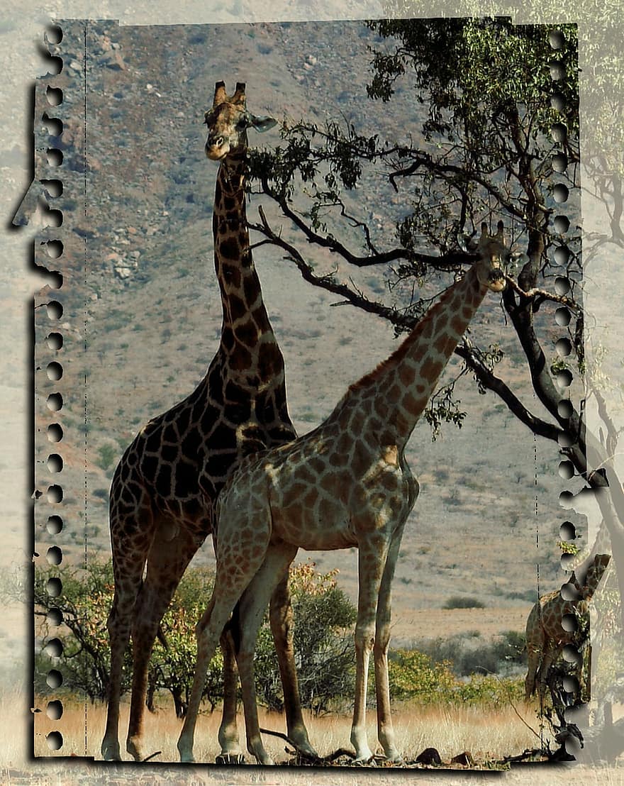 girafe, sauvage, animaux, Namibie, paysage, Afrique, safari, faune, mammifère, exotique