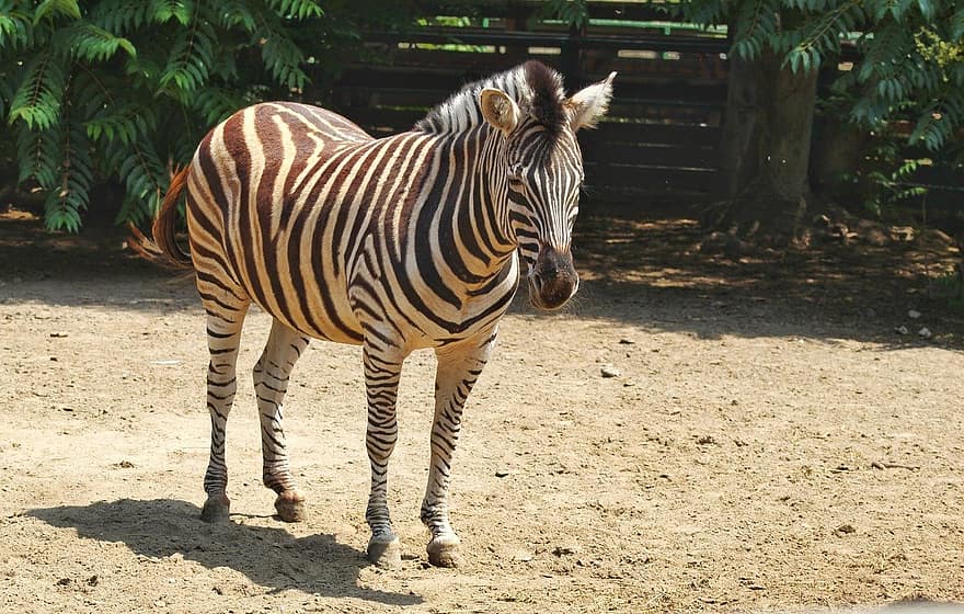 zebra, hayvan, yaban hayatı