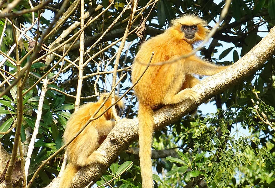 primata, macaco, Golden Langur, Gee's Golden Langur, Trachypithecus Geei, ameaçadas de extinção, animal, selvagem, animais selvagens, animais em estado selvagem, floresta tropical