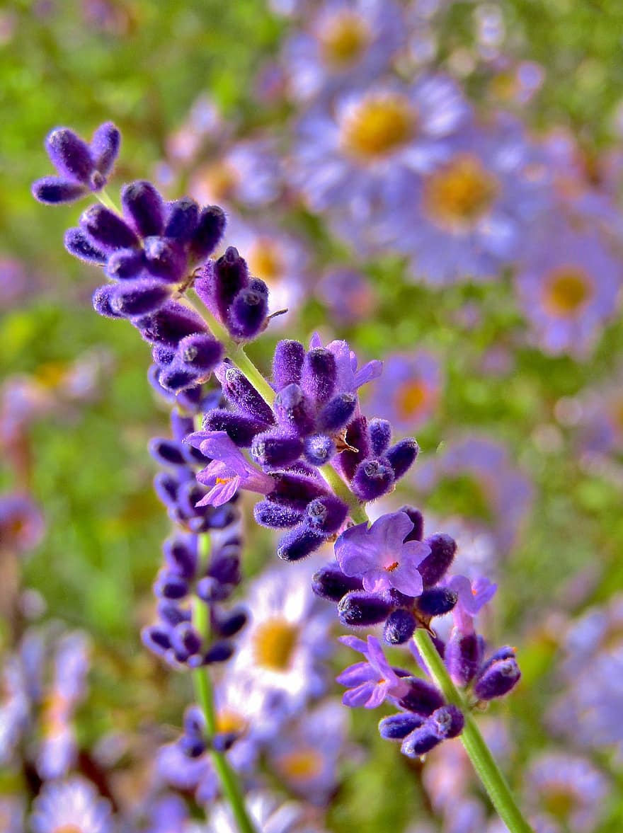 フラワーズ、ラベンダー、牧草地、紫色の花、花、咲く、自然、フローラ