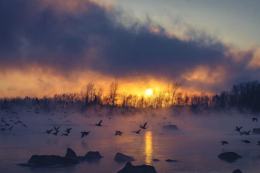 flod, solopgang, tåge, vinter, frost, fugle, flok af fugle, Afgang, flyvningen, kold, sten