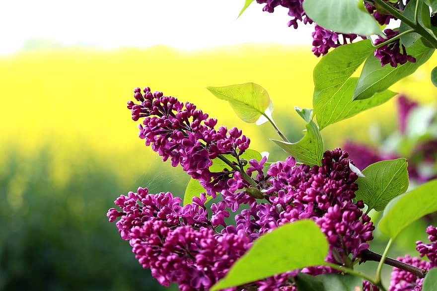 Lilac, Flowers, Spring, Purple Flowers, Nature, Blossom, Bloom, Flora, Plant, Flowering Shrub, summer