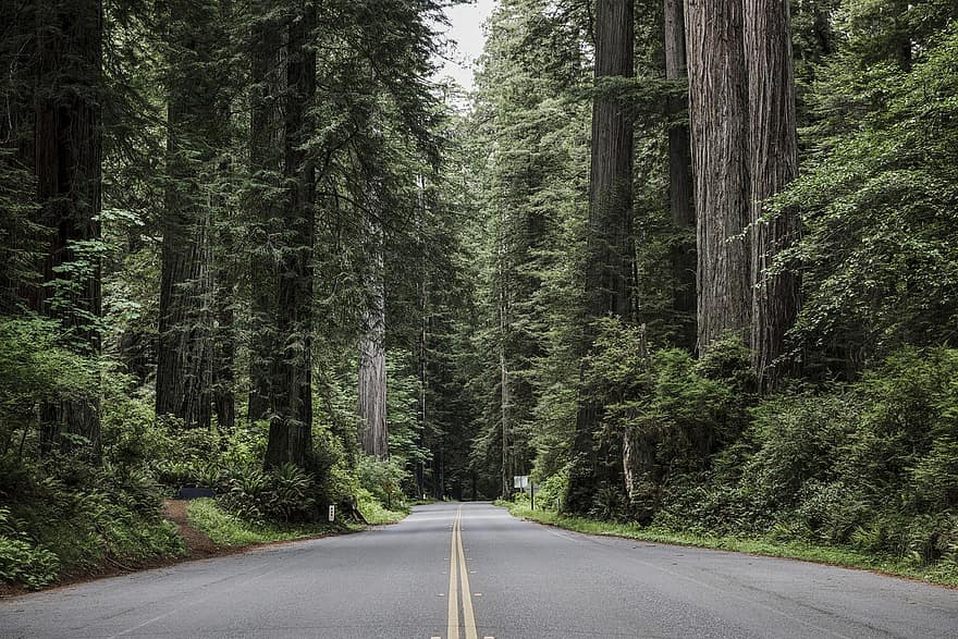 caminho, estrada, arvores, névoa, Califórnia do Norte, Parque Nacional e Estadual de Redwood, EUA, panorama, natureza, floresta, de madeira