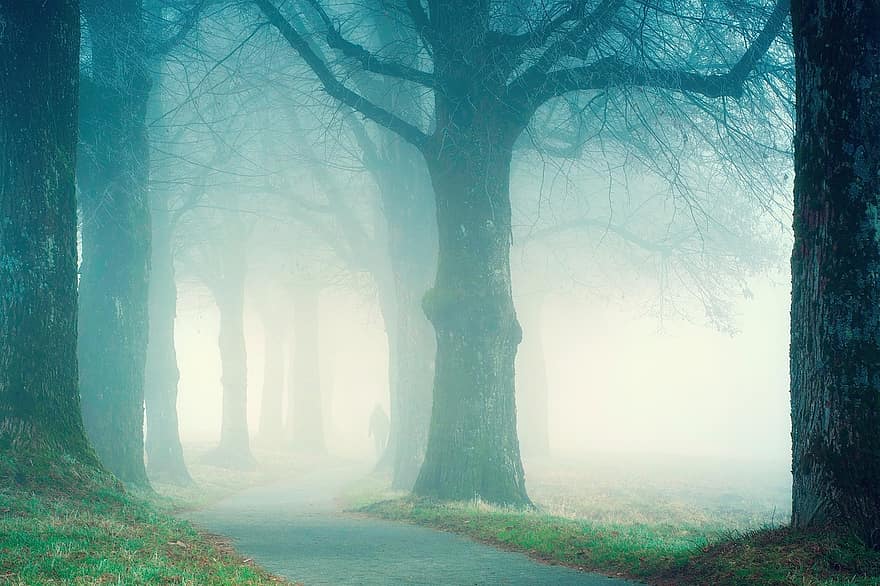 la nature, des arbres, les bois, région sauvage, en plein air, chemin, forêt, hiver, brouillard, rêver, ruelle