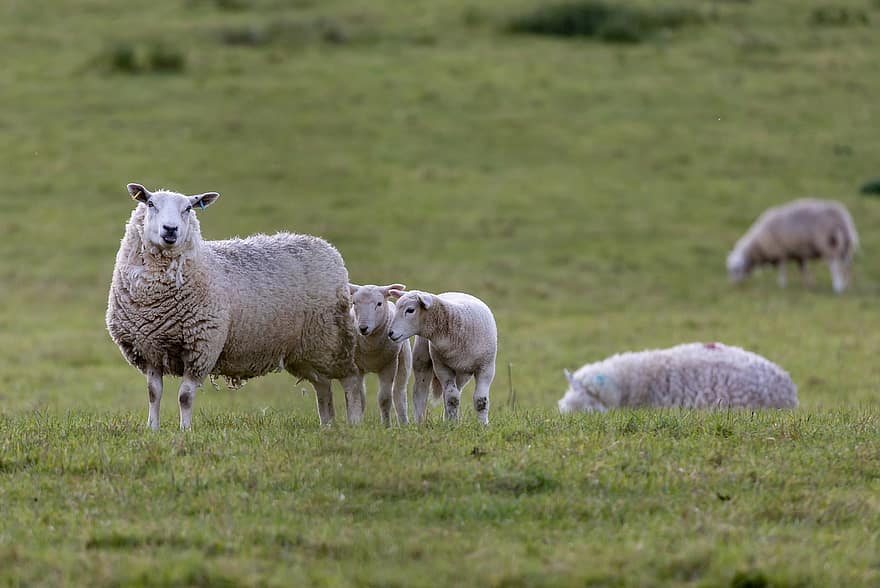 schapen, lam, farm, weide, vee, veld-, natuur, schattig, landelijk, gras, kudde