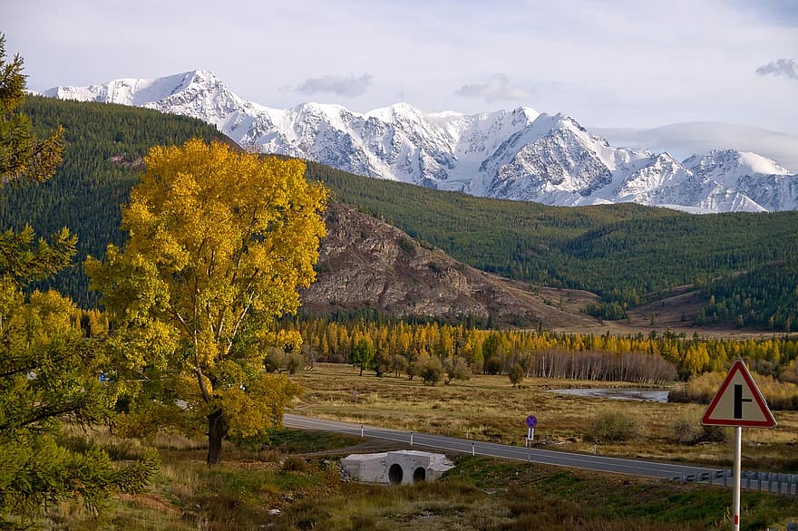 път, дърво, планини, есен, Алтай, природа, планина, жълт, пейзаж, гора, планинска верига