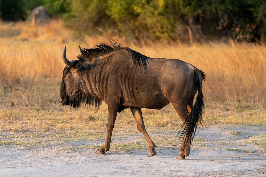 антилопа гну, животное, сафари, гну, млекопитающее, живая природа, природа, пустыня, Ботсвана