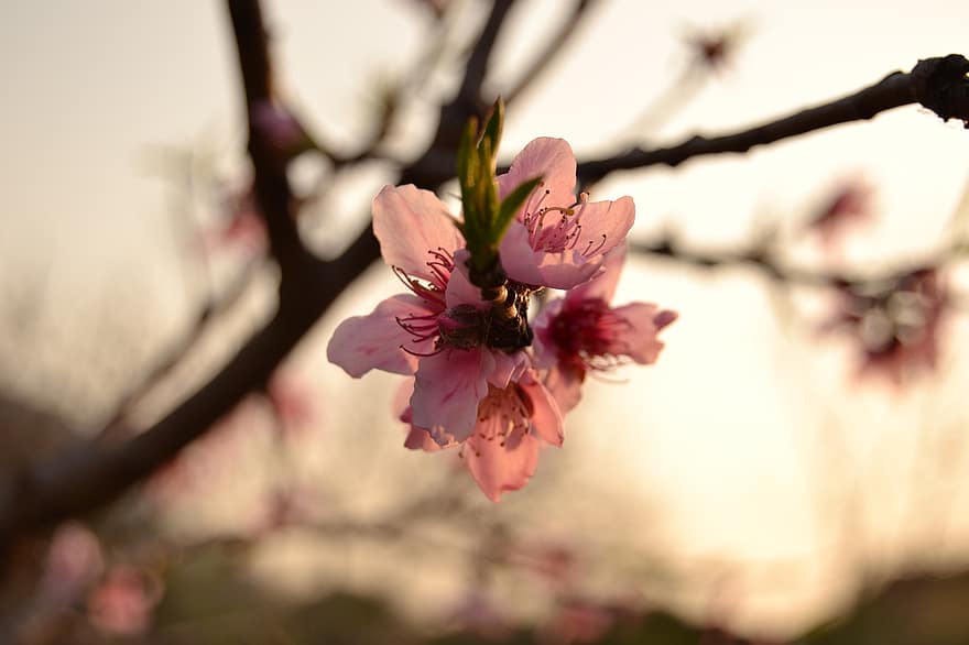 abrikosblomster, abrikos blomster, lyserøde blomster, solopgang, natur, blomster, forår