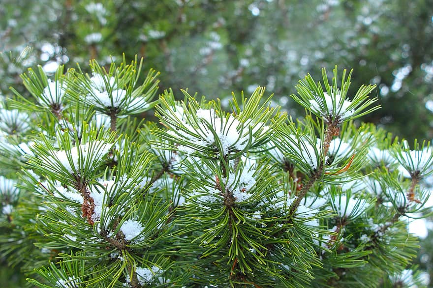 松、霜、枝、松葉、小枝、雪、氷、針葉樹、トウヒ、常緑樹、冬