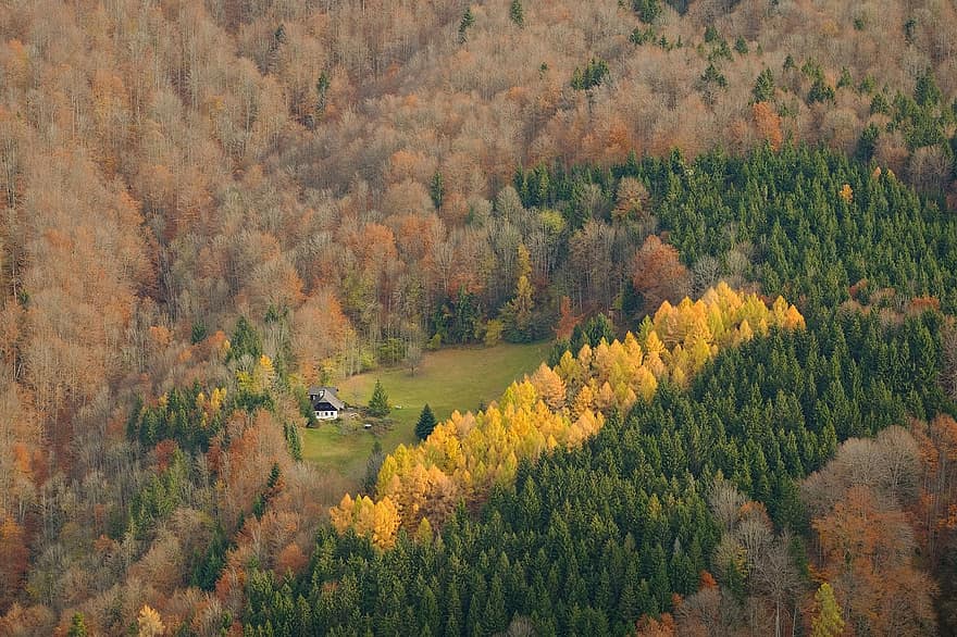 natur, efterår, Skov, træer, træ, gul, landskab, sæson, landlige scene, blad, bjerg