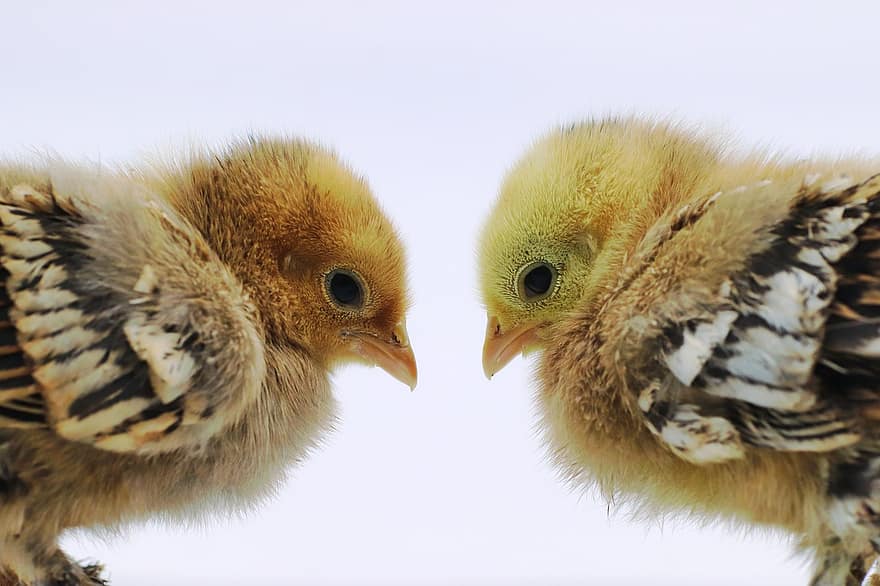 pollets, pollets de pasqua, ocells, pollastres, bec, groc, ploma, bonic, ocell jove, granja, pollastre infantil
