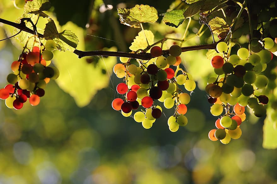 Raisins Isabella, les raisins, vignes, maturité, agriculture, récolte, produire, vignoble, la nature, fruits, Frais