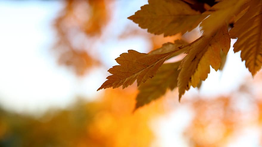 葉、ぼかし、秋、ブランチ、フローラ、自然、ボケ