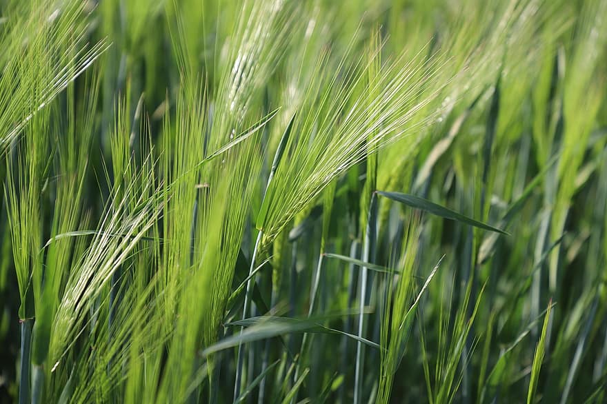зерновой, колосья, поле, питание, сельское хозяйство, пшеница, деревня, зеленый, природа, трава, зеленого цвета