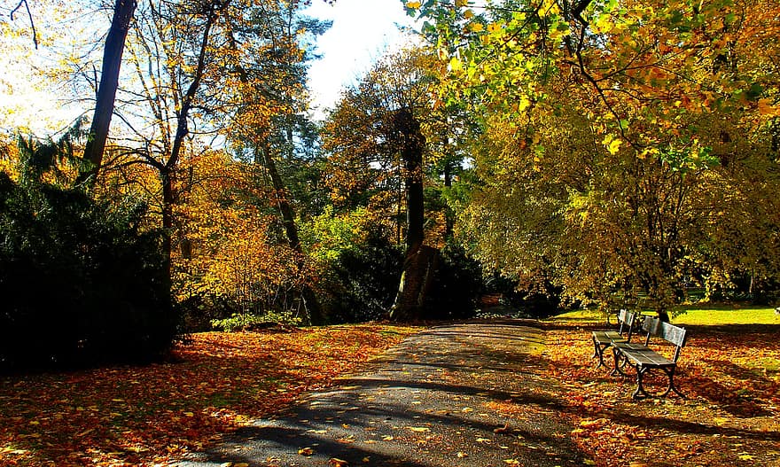 есен, дървета, листа, шума, есенни листа, есенна листа, есенни цветове, есенния сезон, попадат зеленина, цветовете на есента, оранжеви листа