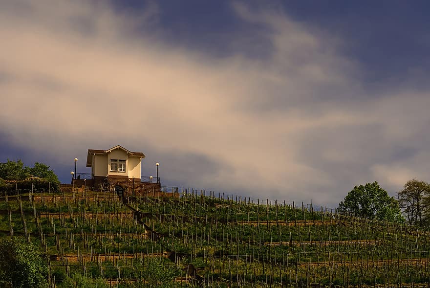 House, Building, Farm, Vines, Vineyard, Viticulture, Winegrowing, Rebstock, Cultivation, Farming, Agriculture