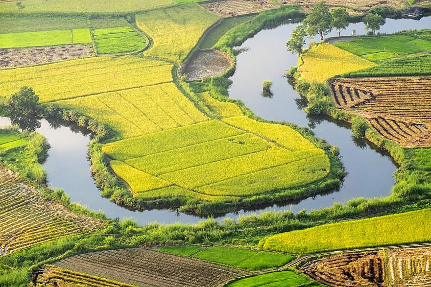 risfält, lantbruk, gyllene årstid, Säsongen av moget ris, lang son, vietnam, resa, destination, landskap, Bergigt område, etnisk tay