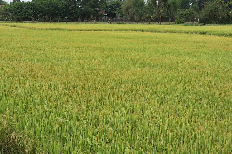 ryžiai, ryžių laukas, derlius, grūdai, maisto, ūkis, Žemdirbystė, ūkininkavimas, pobūdį, kaime, kraštovaizdį