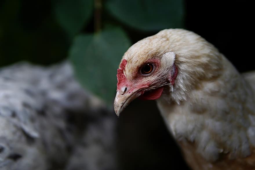 Chicken, Close Up, Bird, Farm, Animal, Nature, Bill, Hen, Head, Feather, Poultry