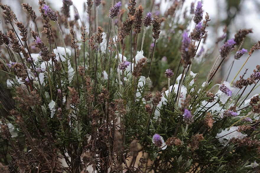 ช่อลาเวนเดอร์, ดอกไม้ป่า, ฤดูหนาว, ทุ่งหญ้า, ธรรมชาติ