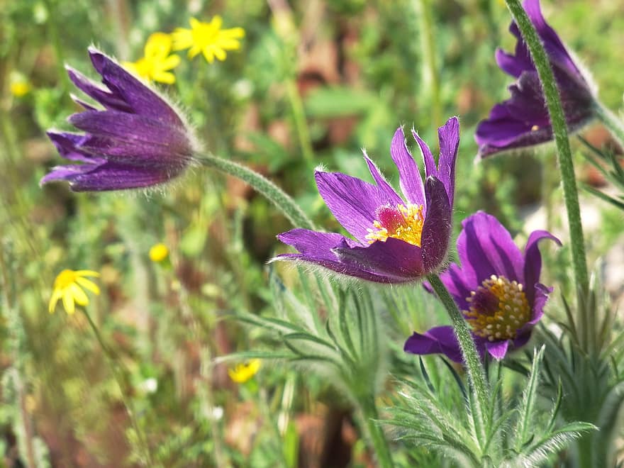 rietumu anemone, pulsatilla vulgaris, zieds, violets, pavasarī, graciozs, augu