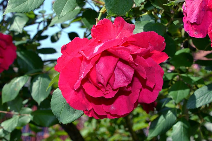 rosa, fiore, pianta, petali, rosa rossa, amore, romanza, flora, natura, foglia, avvicinamento