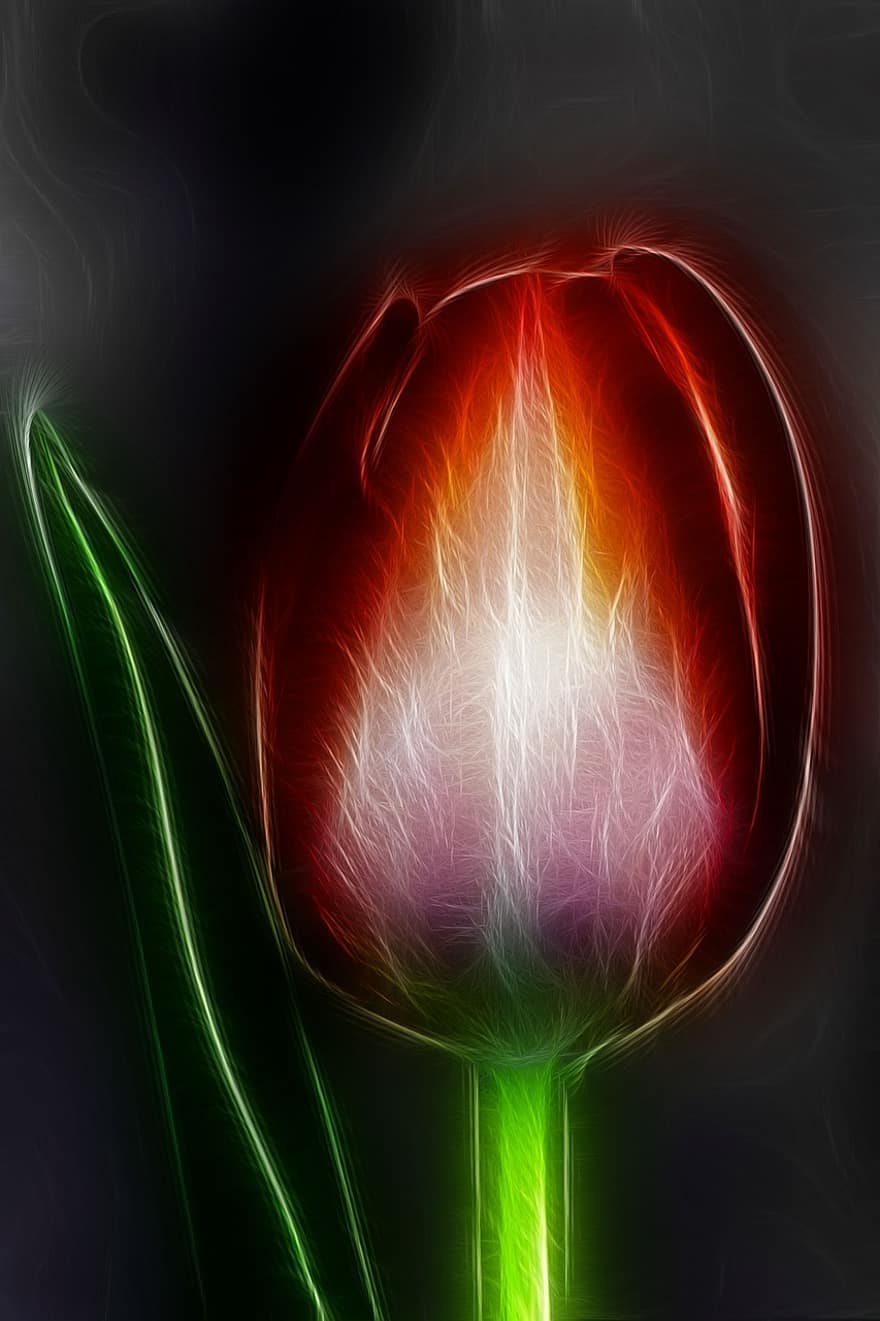 Fractals, Tulip, Blossom, Bloom