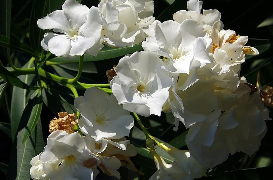 oleander, bloemen, fabriek, nerium, nerium oleander, witte bloemen, bloemblaadjes, bloeien, bloeiwijze, bladeren, boom
