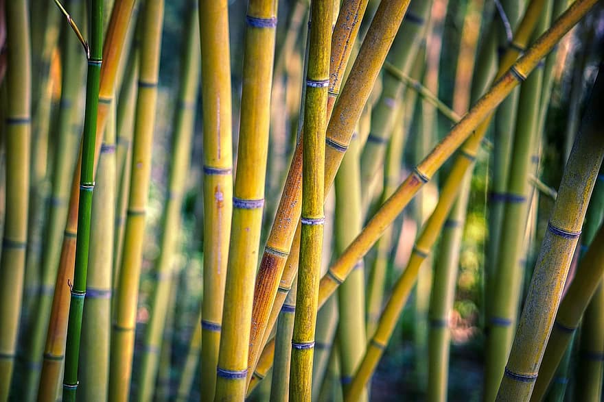 bambusz, fák, ágak, bambusz erdő, erdő, növény, törzs, szerkezet, lófarok, Equisetum, struktúra