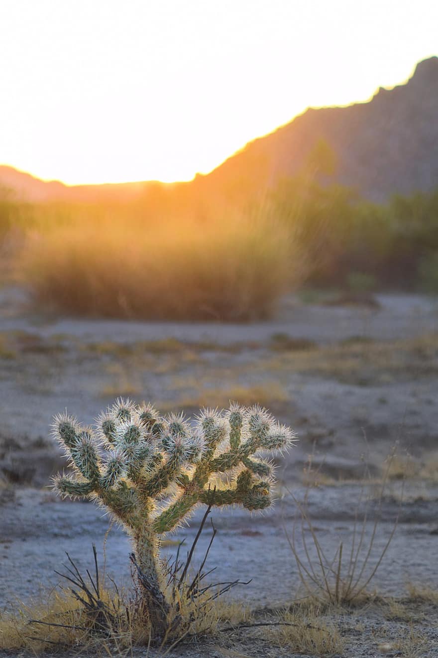 kaktus, pustynia, roślina, zachód słońca, Natura, sprężyny palmowe, Kalifornia