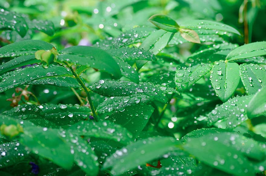 regn, regndråbe, dråbe vand, gyse, have, plante, blade, dryppe, grøn, vand, våd