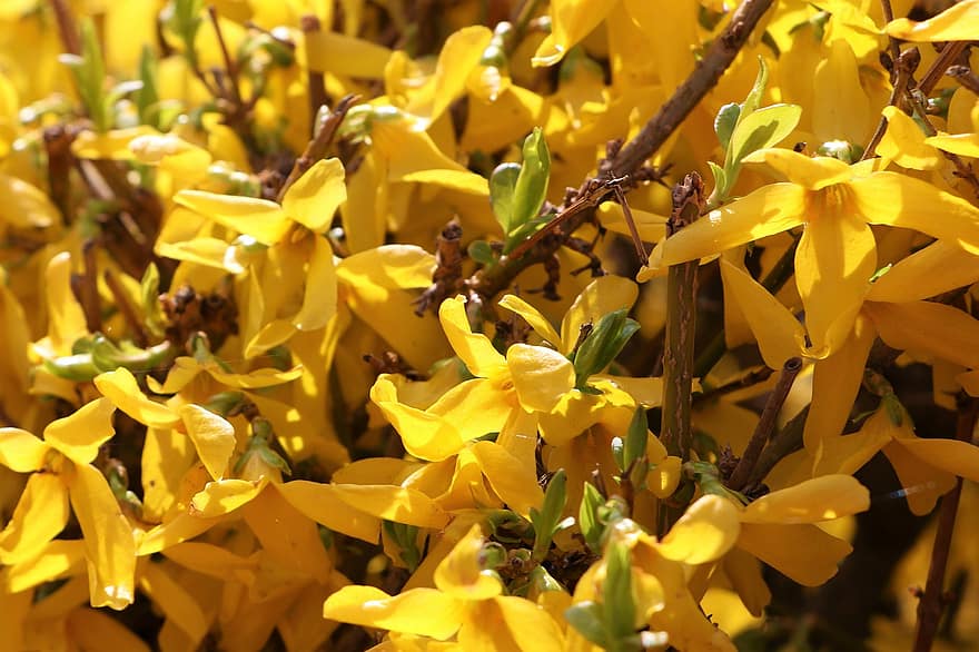 フラワーズ、黄色い花、自然、庭園、春、咲く、フローラ、黄、葉、工場、閉じる