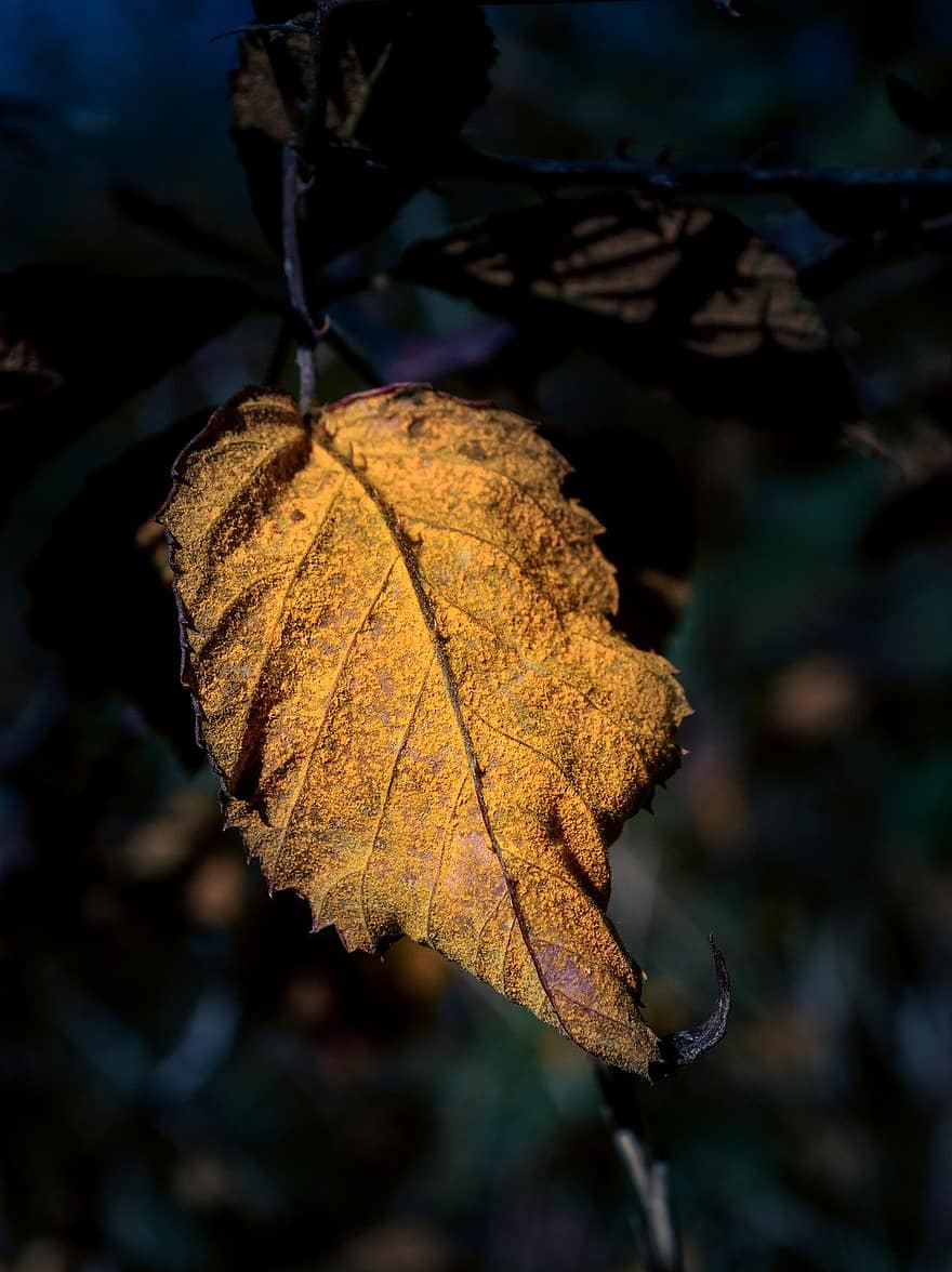 raspberry leaf, dried leaf, autumn, leaf, yellow, close-up, season, tree, forest, backgrounds, plant