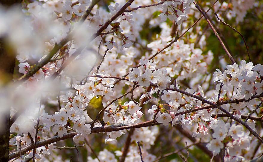 kersenbloesems, witte bloemen, sakura, natuur, de lente, tak, lente, boom, detailopname, bloem, seizoen