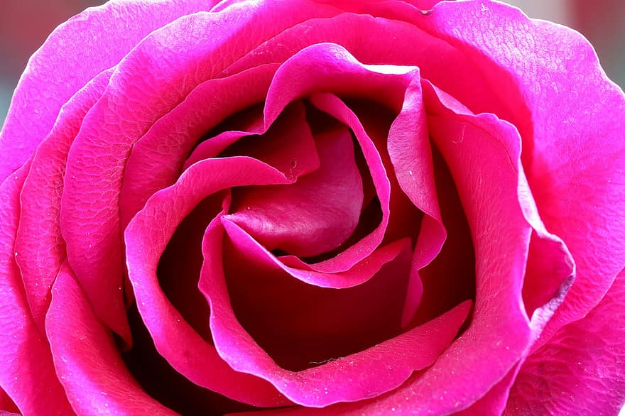 flor, rosa, Rosa vermella, flor de roses, pètals, pètals de rosa, florir, flora, naturalesa