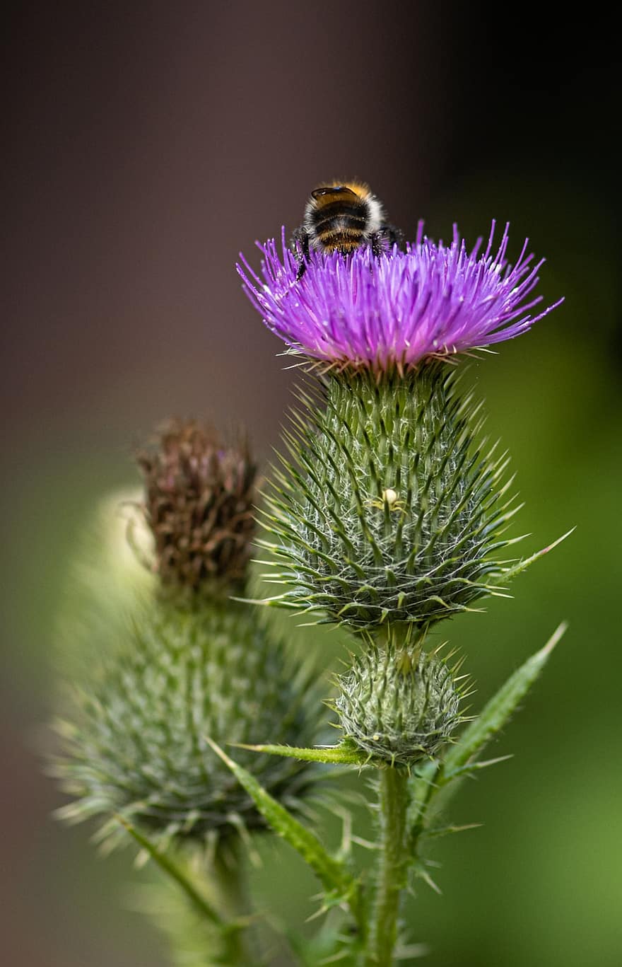Thistle, Flower, Nature, Plant, Flora, Blossom, Bloom, Garden, Purple, Prickly, Close Up