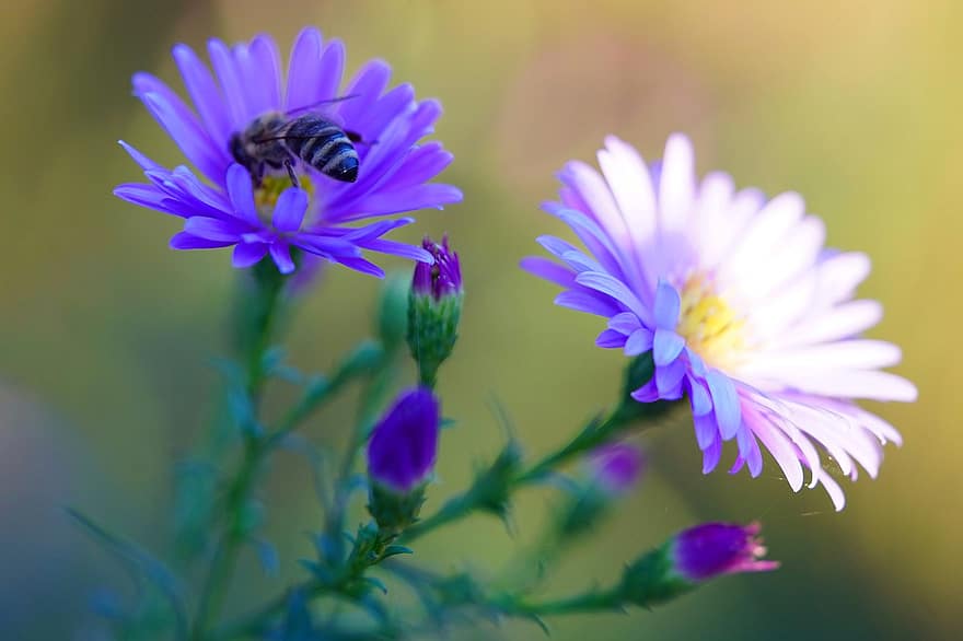 bi, knopper, blomster, insekt, honningbi, bestøvning, asters, lilla blomster, kronblade, flor, blomstre