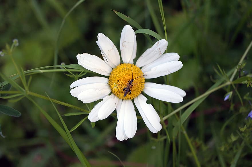Lorenzibergas, Austrijoje, gėlė, Wiese, blume, pobūdį, käfer, klaida, vabzdys, augalų