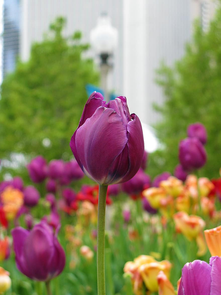 tulipán, virágok, kert, lila virágok, szirmok, tulipán szirmok, tavaszi virágok, virágzás, virágzik, növények, virág
