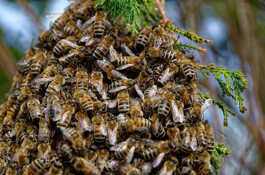 lebah, sarang lebah, lebah madu, serangga, pemeliharaan lebah, pembiakan lebah, alam, serangga terbang, madu, pemelihara lebah