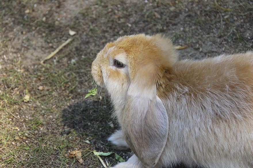 Hare, Animal, Rabbit, Cute, Animal World, Mammal, Easter Bunny, Ears, Charming